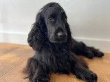 Mâle Cocker Spaniel Anglais disponible pour saillie