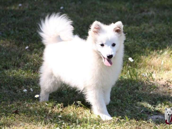 2 chiots Spitz Japonais mâles LOF disponibles à la vente