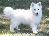 2 chiots Spitz Japonais mâles LOF disponibles à la vente