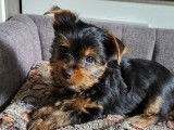 Chiots m&acirc;les Yorkshire Terrier LOF &agrave; vendre