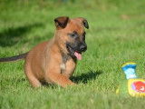 À réserver - Chiots Bergers Belges Malinois LOF