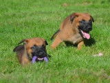 À réserver - Chiots Bergers Belges Malinois LOF
