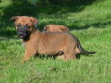 À réserver - Chiots Bergers Belges Malinois LOF