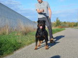 Réservation chiots Rottweilers LOF