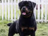 Réservation chiots Rottweilers LOF