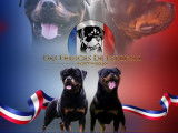 Réservation chiots Rottweilers LOF