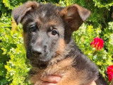 Chiots mâles Bergers Allemands LOF disponible