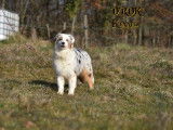 Une chienne Berger Australien LOF disponible à la vente