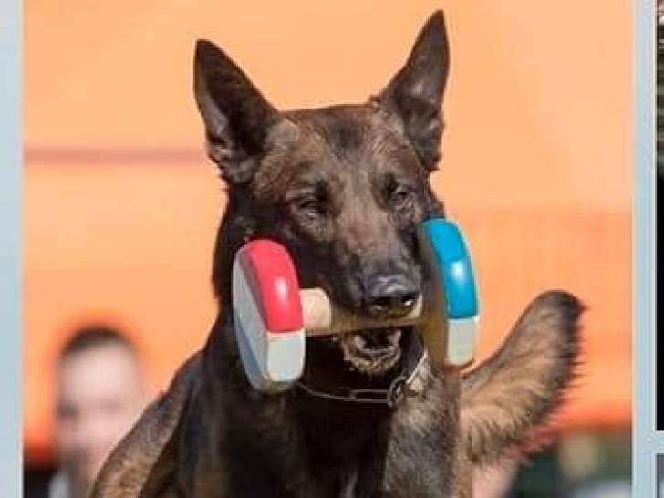 À réserver :7 Chiots Bergers Belges Malinois LOF