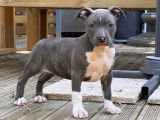 4 chiots American Staffordshire Terrier LOF à réserver