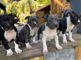 4 chiots American Staffordshire Terrier LOF à réserver
