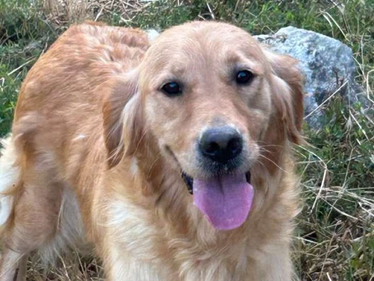 À réserver : 2 chiots Golden Retrievers LOF