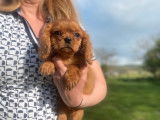 À vendre un chiot femelle Cavalier King Charles LOF