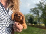 À vendre un chiot femelle Cavalier King Charles LOF