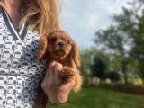 À vendre un chiot femelle Cavalier King Charles LOF