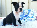 À réserver : 5 chiots Boston Terriers LOF