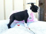 À réserver : 5 chiots Boston Terriers LOF