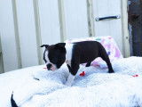 À réserver : 5 chiots Boston Terriers LOF