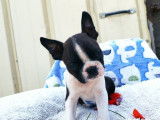 À réserver : 5 chiots Boston Terriers LOF