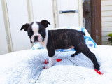 À réserver : 5 chiots Boston Terriers LOF