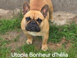 Chienne Bouledogue Français LOF à vendre