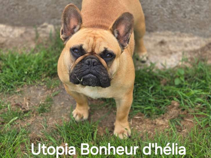 Chienne Bouledogue Français LOF à vendre