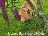 Chienne Bouledogue Français LOF à vendre