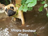 Chienne Bouledogue Français LOF à vendre