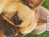Chienne Bouledogue Français LOF à vendre