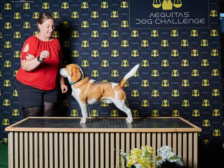 Exposition canine Chalon en Champagne 2024