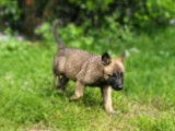 4 chiots Bergers Belges Malinois LOF à vendre