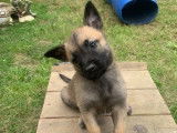 4 chiots Bergers Belges Malinois LOF à vendre