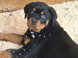 8 chiots Rottweilers LOF à vendre