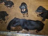 8 chiots Rottweilers LOF à vendre