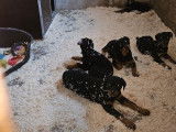 8 chiots Rottweilers LOF à vendre