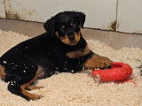 8 chiots Rottweilers LOF à vendre