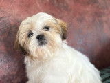 A vendre: 1 chiot Shih Tzu LOF mâle