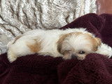 A vendre: 1 chiot Shih Tzu LOF mâle