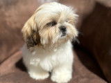 A vendre: 1 chiot Shih Tzu LOF mâle