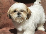 A vendre: 1 chiot Shih Tzu LOF mâle