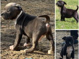 6 chiots Staffordshire Bull Terriers LOF, à vendre