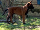 Quatre chiots Malinois LOF à réserver