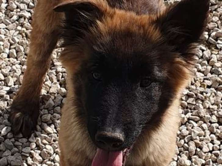 À vendre un chiot Berger Belge Tervueren mâle LOF