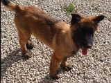 À vendre un chiot Berger Belge Tervueren mâle LOF