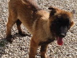 À vendre un chiot Berger Belge Tervueren mâle LOF
