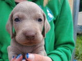 Deux chiots femelles Braques de Weimar LOF à réserver