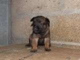 Trois chiots Malinois LOF m&acirc;les &agrave; r&eacute;server