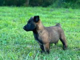 5 chiots Malinois LOF à réserver