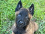 5 chiots Malinois LOF à réserver
