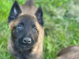 5 chiots Malinois LOF à réserver
